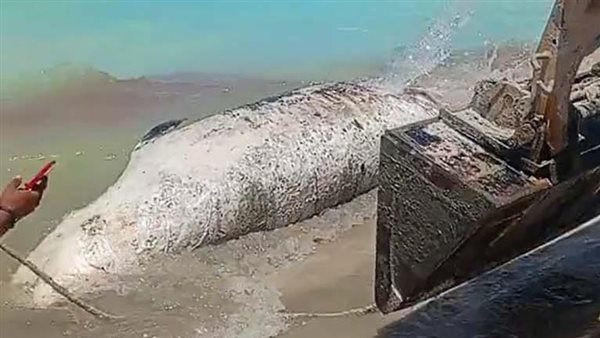 حوت هاسيندا