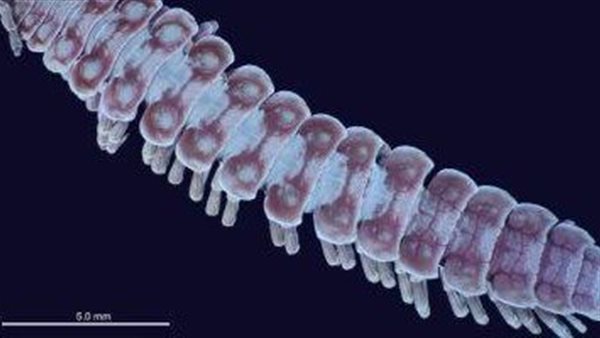 السلطات الصحية في