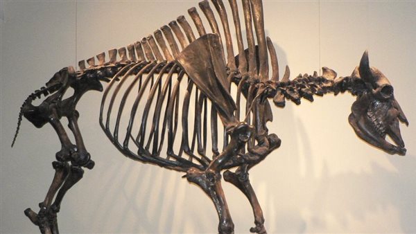 هيكل عظمي لثور