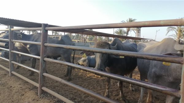 مشروع تسمين العجول