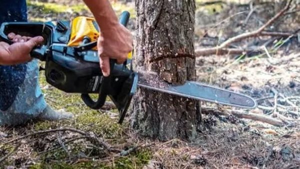 قطع أشجار - ارشيفية