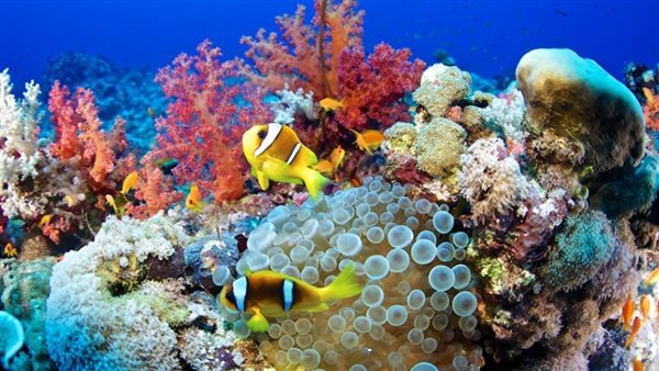 الشعب المرجانية 