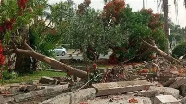 قطع الاشجار