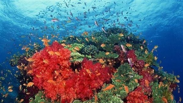 الشعاب المرجانية