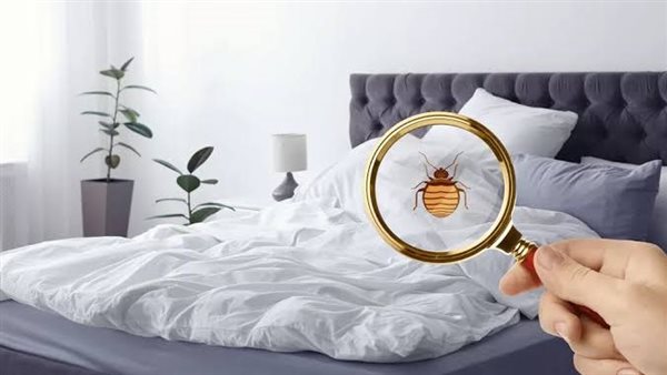 حشرات الصيف