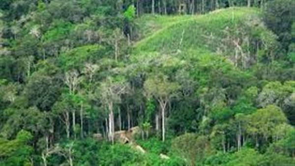 غابات الأمازون