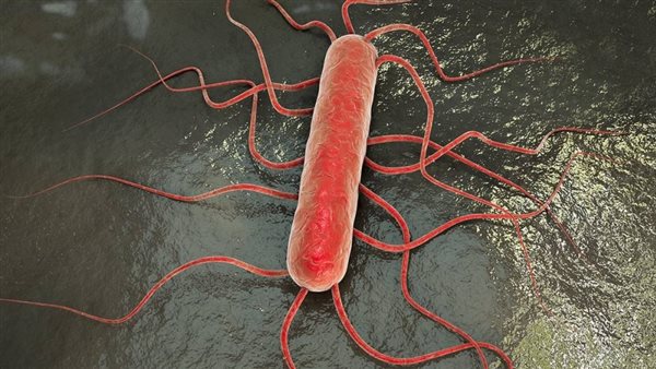 بكتيريا الليستريات