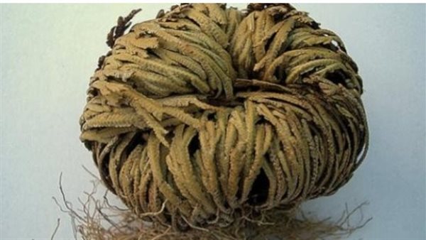 عشبة كف مريم 