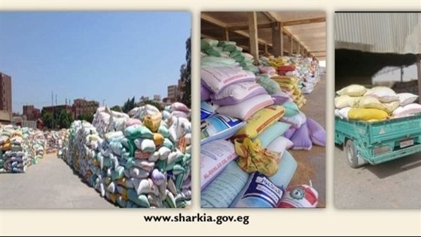 القمح المحلي