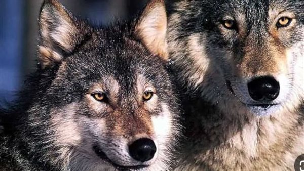 الذئب الأيبيري