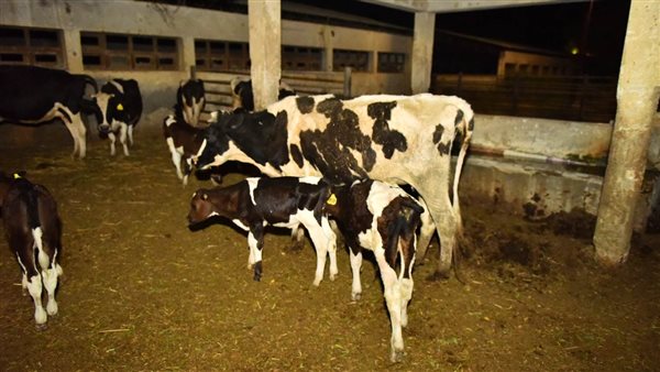 محافظ أسيوط يتابع