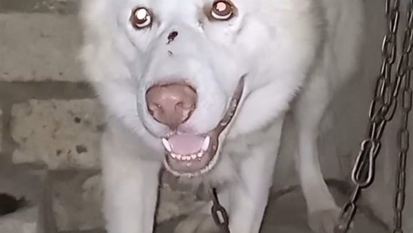 الكلب المعجزة 