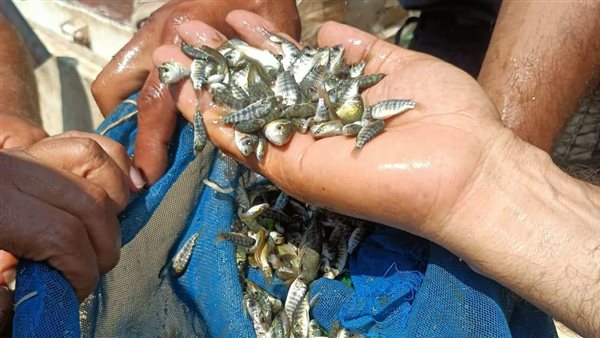 الثروة السمكية