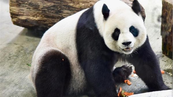 الباندا العملاقة