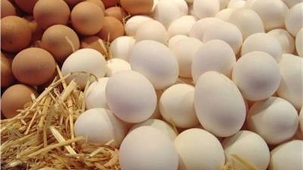 سعر كرتونة البيض