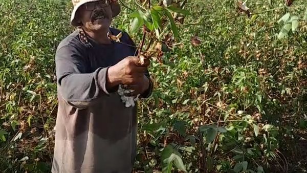 الزراعة في مصر