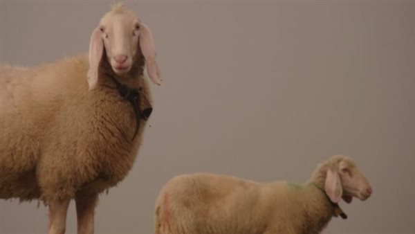 نفوق الحيوانات 