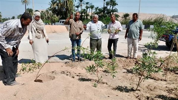 تنفيذ أعمال التشجير