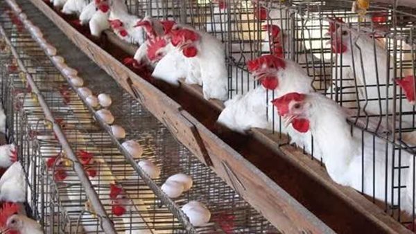 بورصة الدواجن الرئيسية