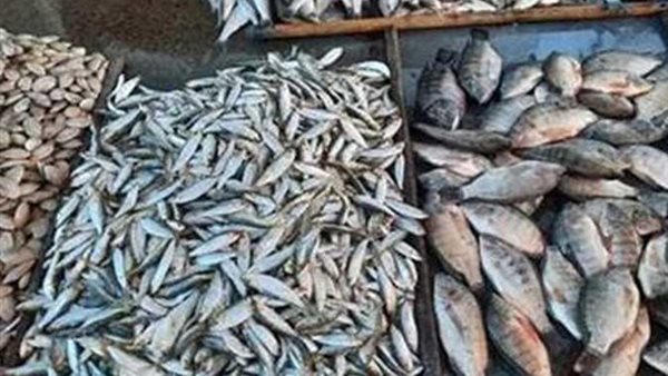 أسعار السمك اليوم