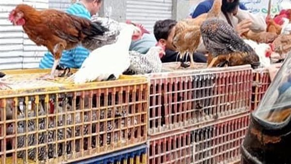 أسعار الدواجن