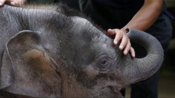 الفيل القزم