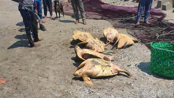 صيد السلاحف