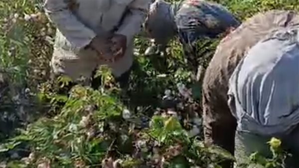 مزارعين القطن كفرالشيخ