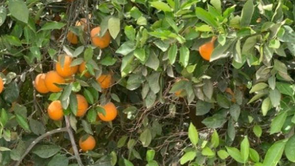 اشجار فاكهة