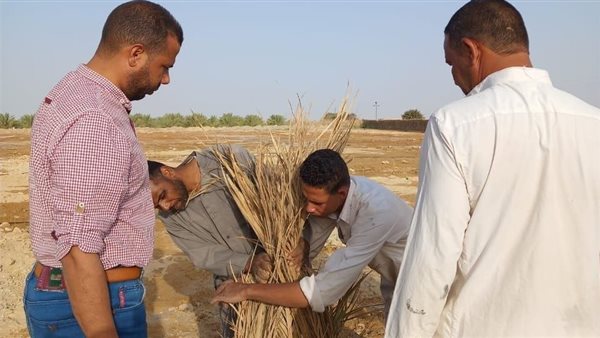 الأنشطة الإرشادية