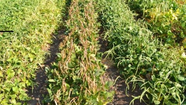 أصناف جديدة