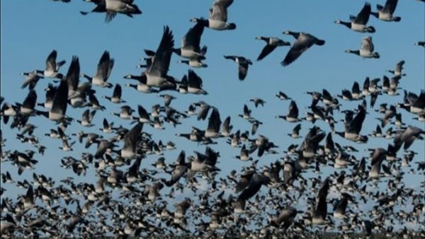 عودة الطيور المهاجرة