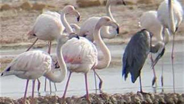 تفاصيل الطيورالمهاجرة