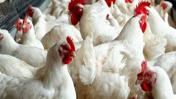 سعر الفراخ البيضاء