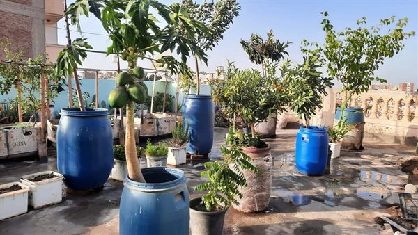 الزراعة على الاسطح