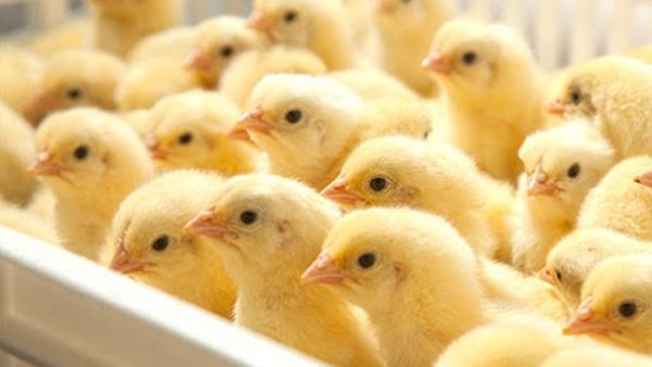 أسعار كتاكيت الوطنية