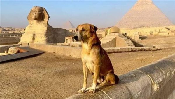 الكلب المتسلق للهرم