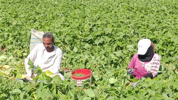 جمع محصول الفاصولياء