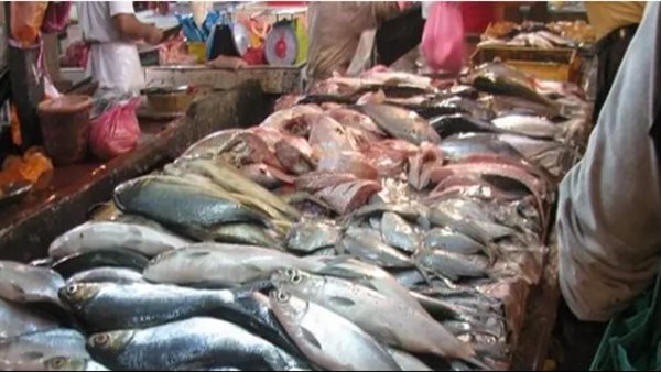 الثروة السمكية 