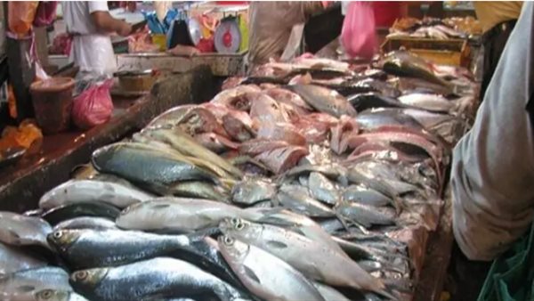   شعبة الأسماك