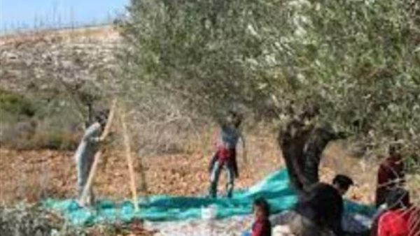 موسم الزيتون