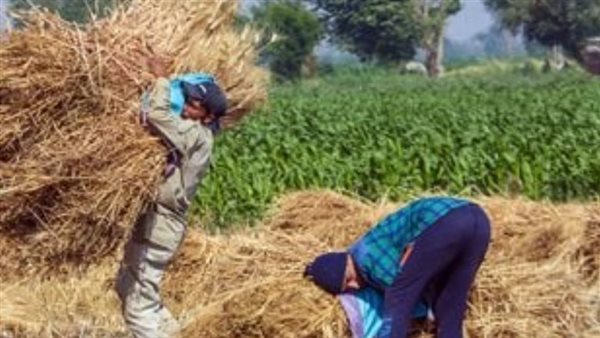 الإرشاد الزراعي