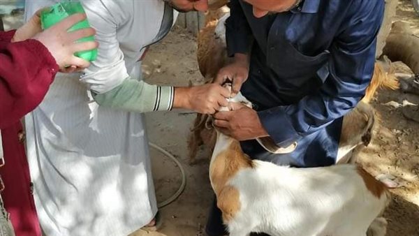 صورة توضيحية 