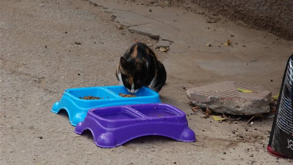 اطعام القطط