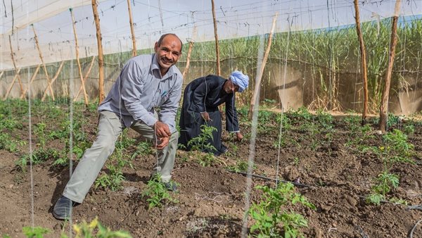 عملية الزراعة