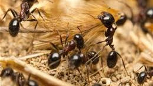 وجود النمل فى البيت
