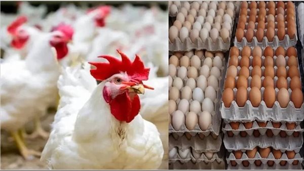 الدواجن والبيض 