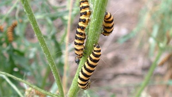  تفسير رؤية الدود