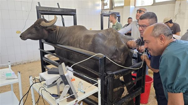 التناسليات الحيوانية