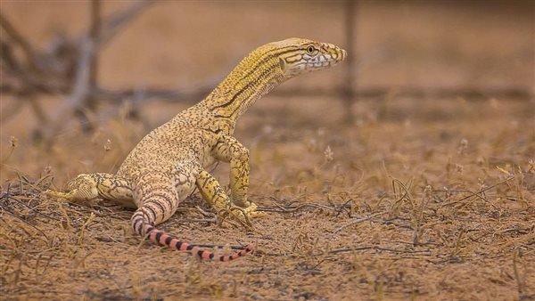 صورة لكائن الورل